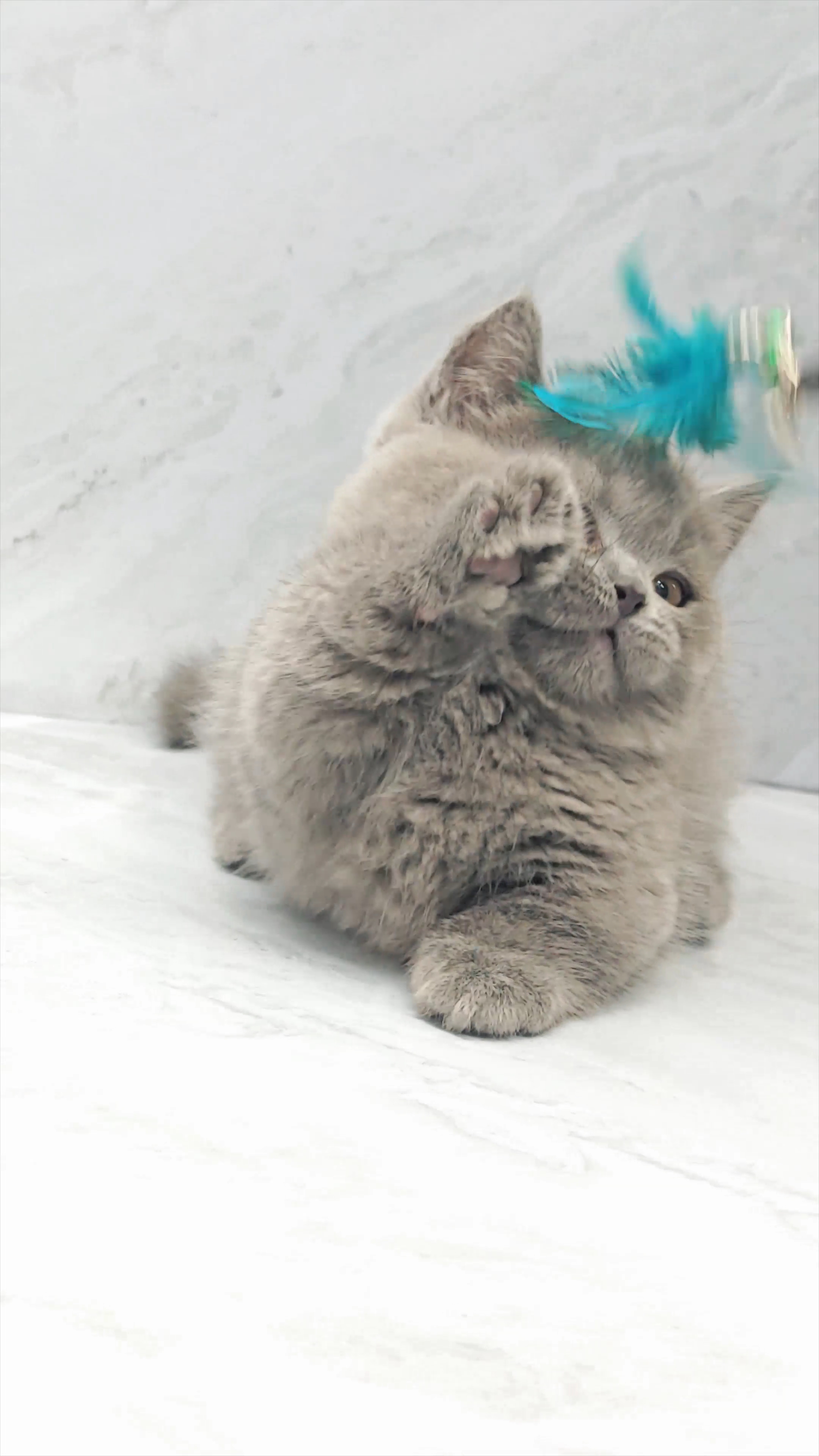 广州自家繁育蓝猫矮脚英短小短腿